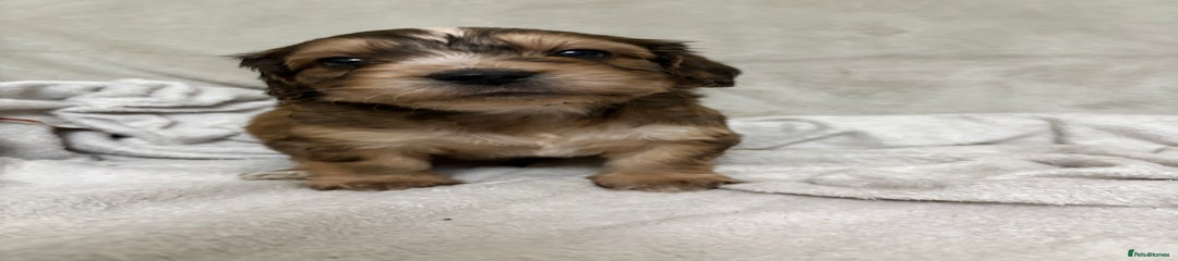 Puppy 4: Chocolate, tan brindle with white stripe down nose. (Ronnie boy)