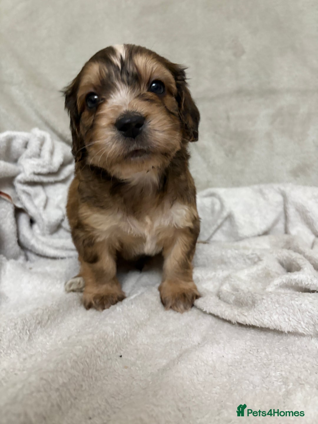 Mixed Breed dogs for sale: Adorable Cockerchons Fluffy, Low-Shed Wonders! - Image 17