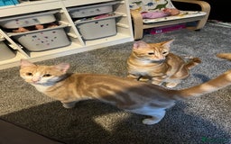 Highlander cats for sale: Misha & Lucky for sale. - Image 5