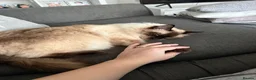 Ragdoll cats for sale: Beautiful Ragdoll brothers looking for good home  - Advert 10