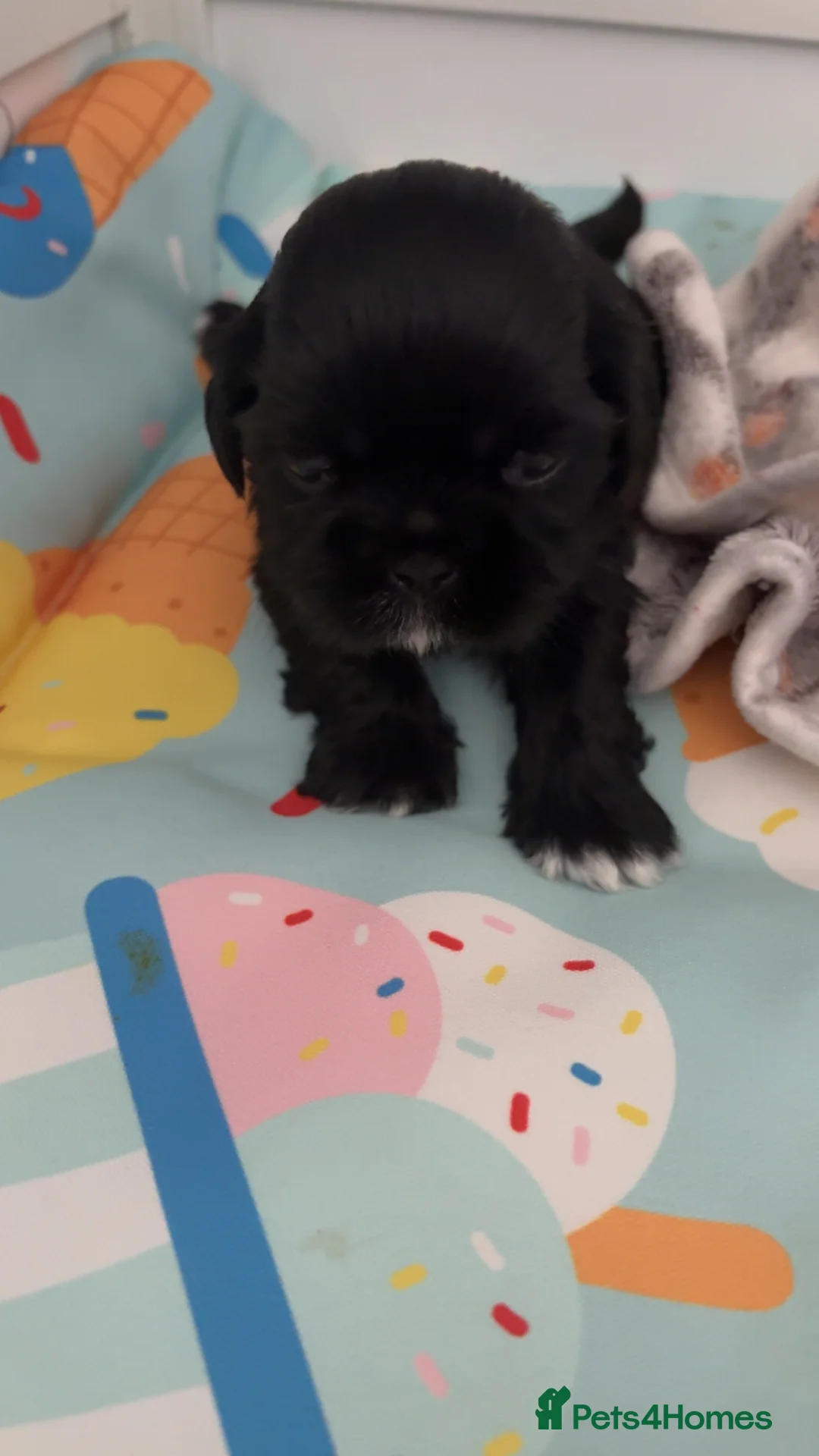 Shih Tzu dogs for sale: Beautiful Shihtzu pups 🐶 - Advert 1