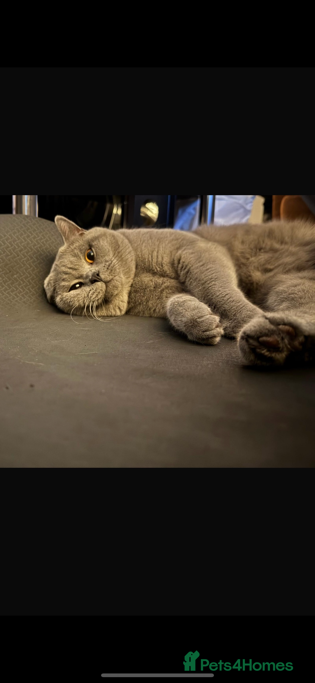 British Shorthair cats for sale: GCCF REG PURE BLUE PEDIGREE BSH ACTIVE BOY - Advert 8