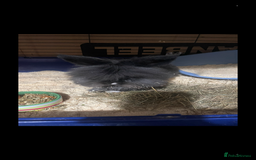 Lionhead rabbits for sale: 2 Lionhead bunnies for sale  - Image 1