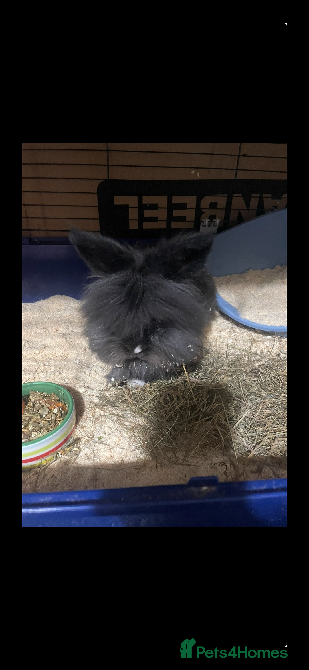 Lionhead rabbits for sale: 2 Lionhead bunnies for sale  - Image 1