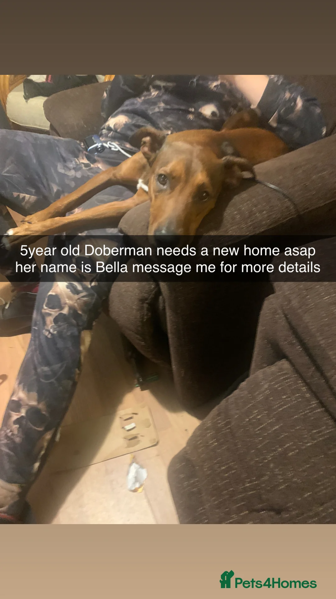 Mixed Breed dogs for sale: Here is my 5 year old Doberman x staffy in Sheffield - Advert 3