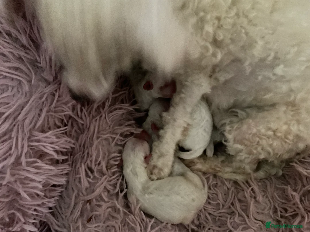 Toy Poodle dogs for sale: Toy poodle pups - Advert 11