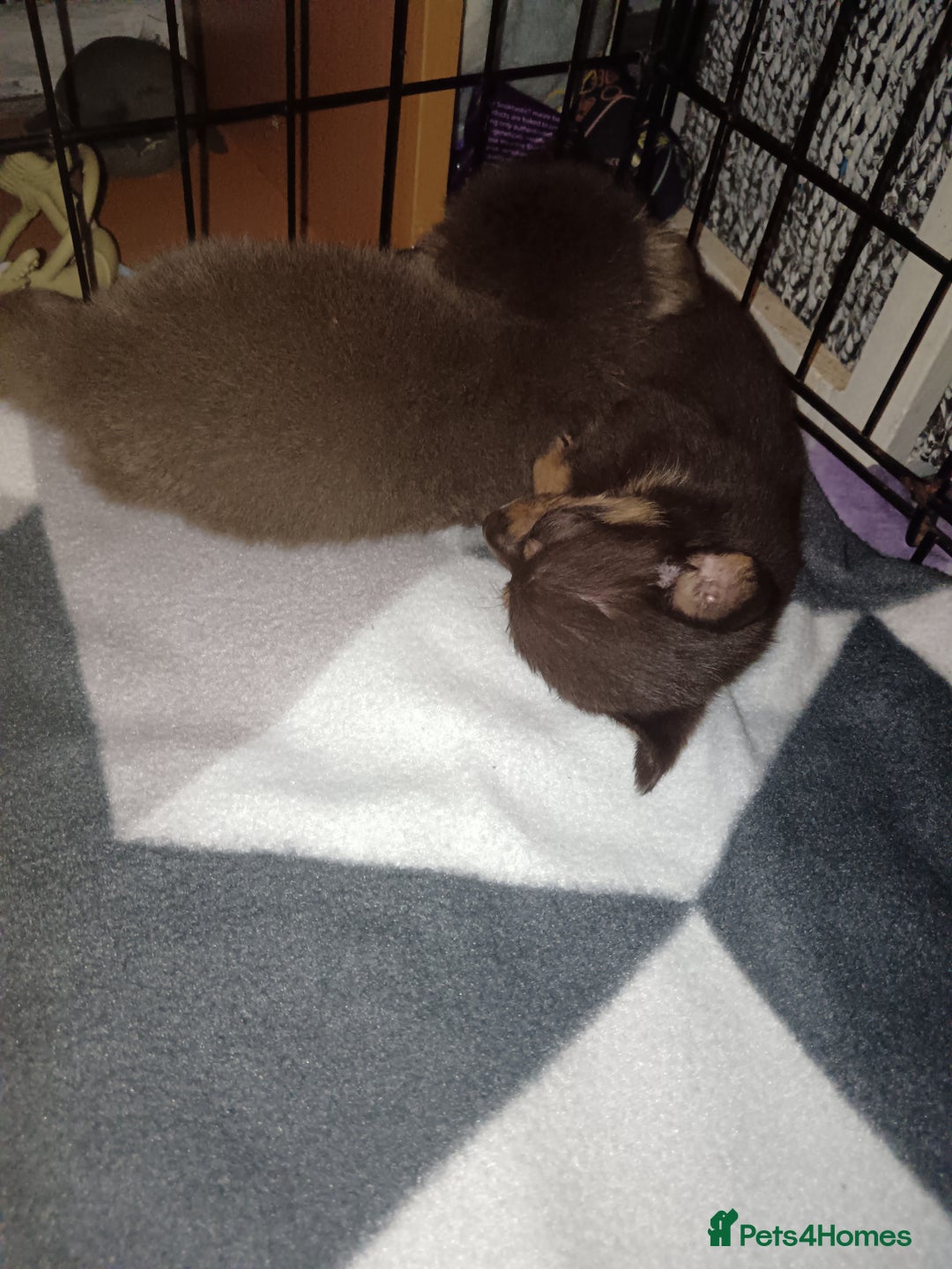 Mixed Breed dogs for sale: Pomeranian cross dachshund puppies  - Image 8