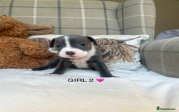 Staffordshire Bull Terrier dogs for sale: STAFFORDSHIRE BULL TERRIERS💚 - Image 8