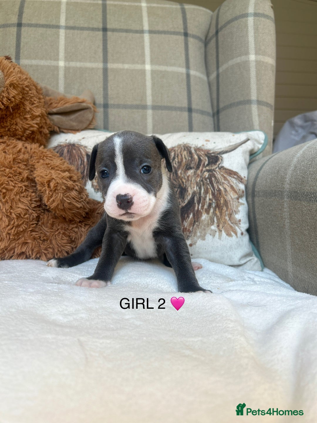 Staffordshire Bull Terrier dogs for sale: STAFFORDSHIRE BULL TERRIERS💚 - Image 8
