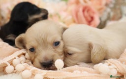 Miniature Dachshund dogs for sale: KC Longhair Miniature Dachshund Puppies - Image 2
