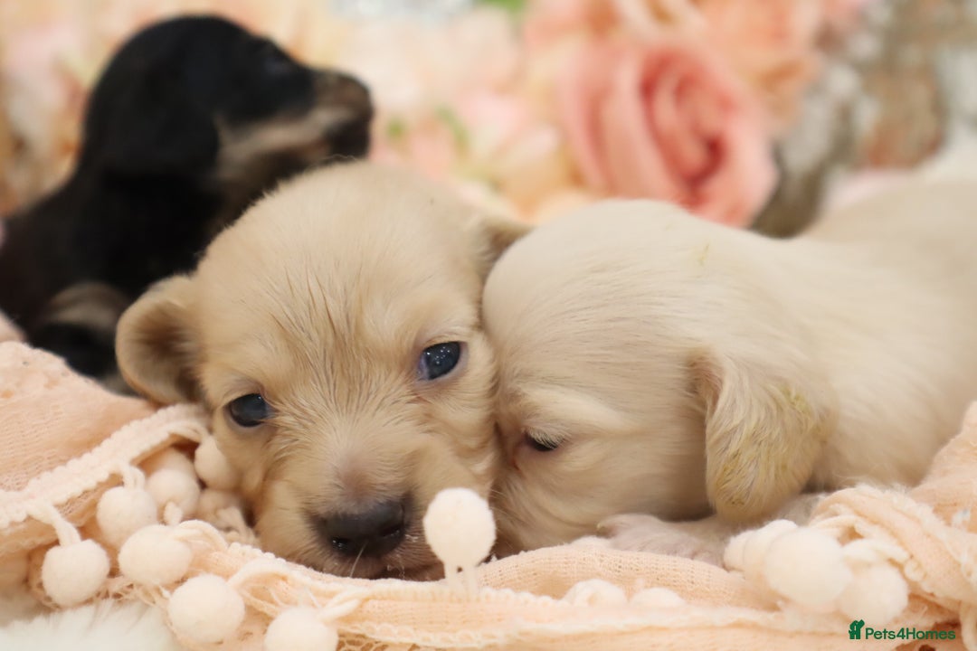 Miniature Dachshund dogs for sale: KC Longhair Miniature Dachshund Puppies - Image 2