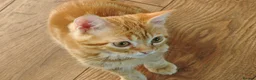 Mixed Breed cats for sale: Three 14 week old kittens - Advert 3