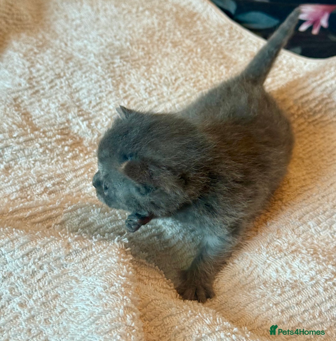 Mixed Breed cats for sale: Adorable kittens for sale - Advert 15