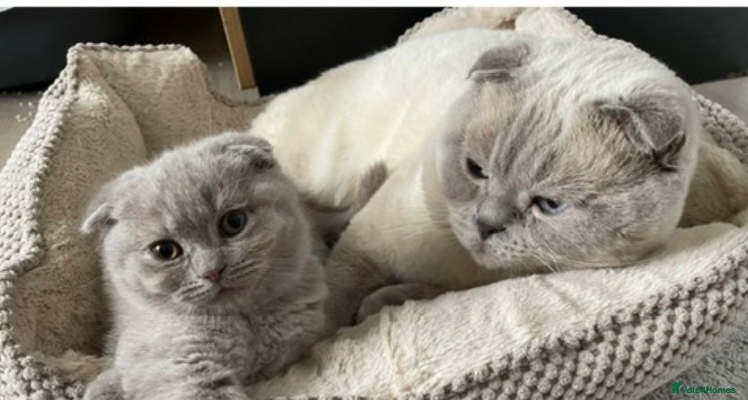 Scottish Fold cats for sale: Adorable Scottish fold  - Image 8