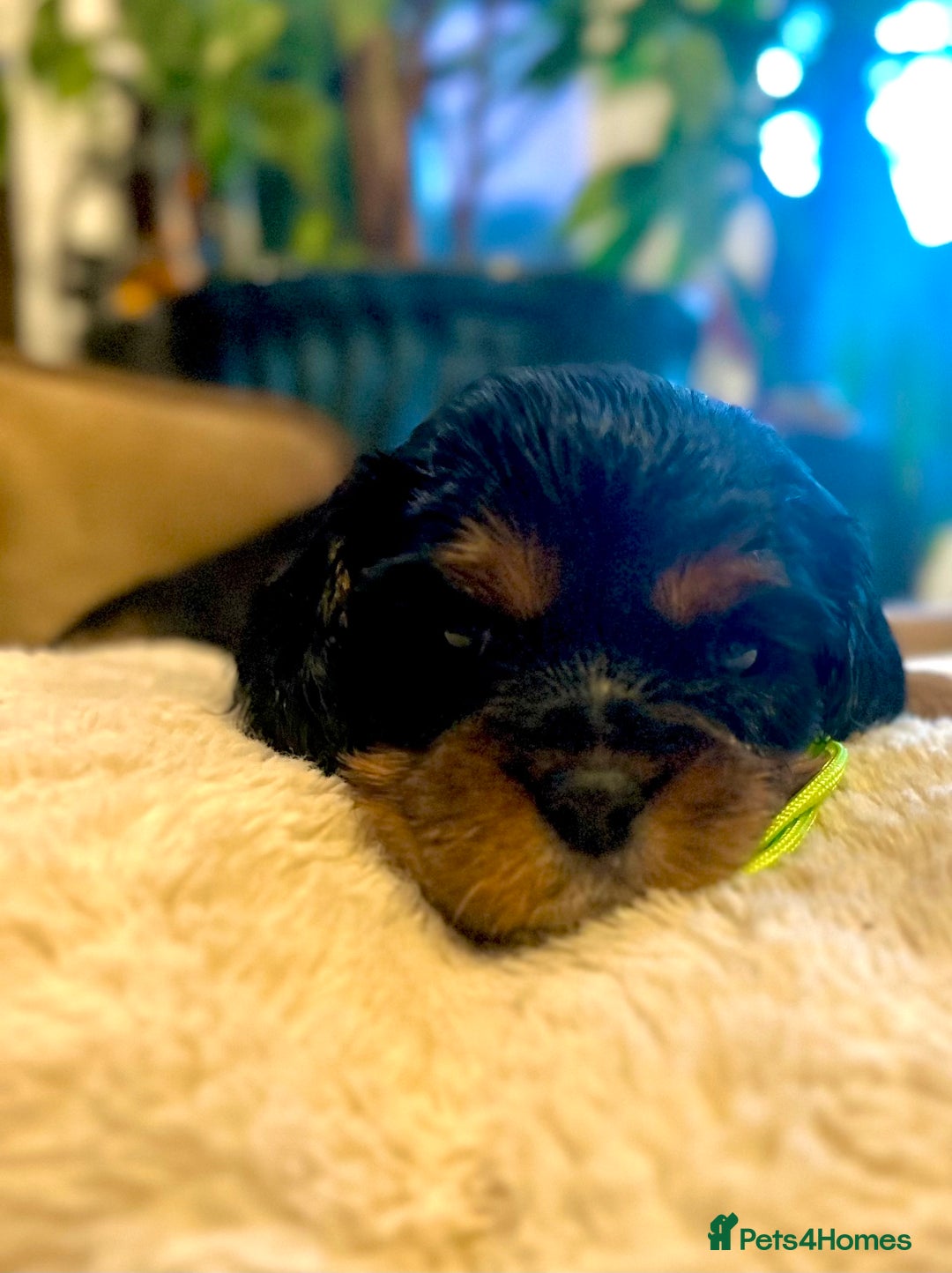 Cavalier King Charles Spaniel dogs for sale: 🫶🏻 Cavalier King Charles 🐶 - Image 6