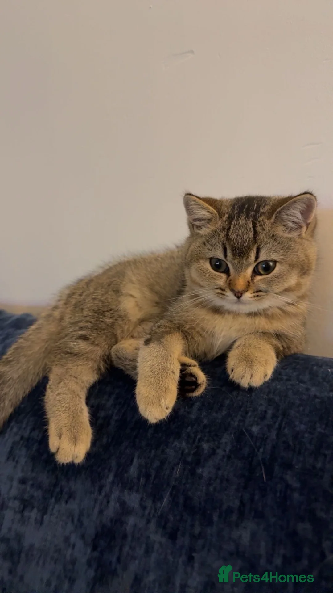 British Longhair cats for sale: British shorthair  - Advert 4