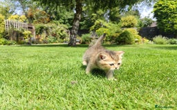 British Shorthair cats for sale: Golden British short hair - Image 5