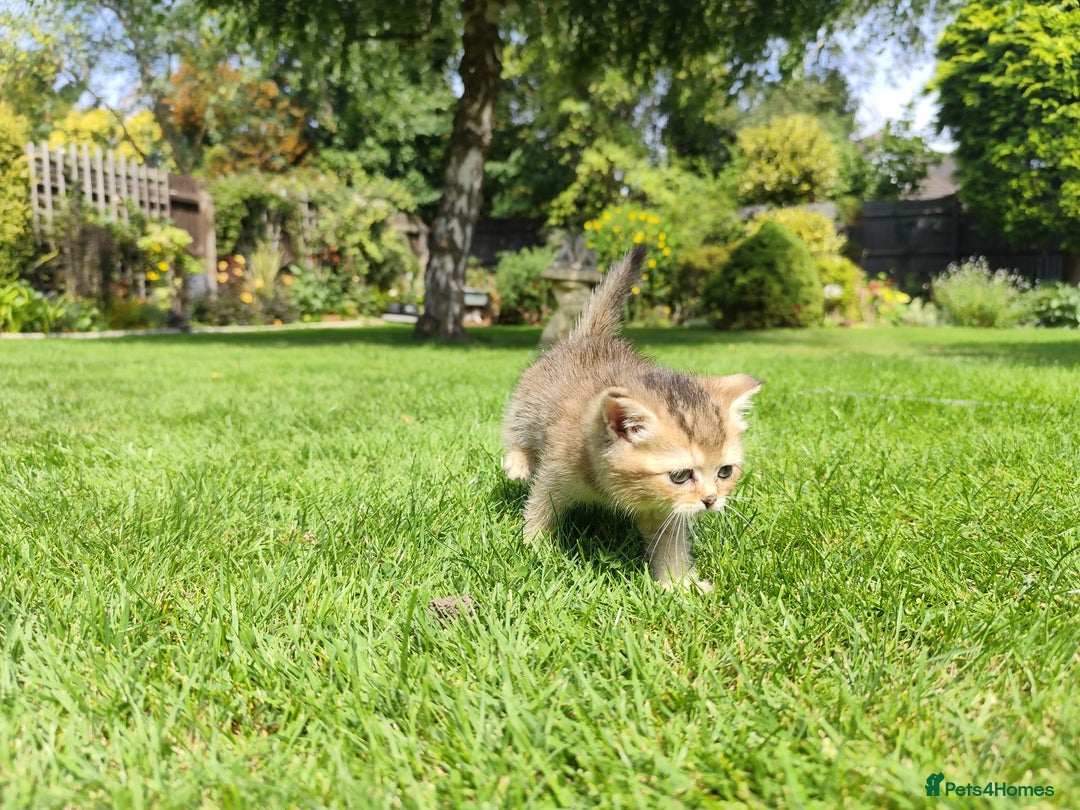 British Shorthair cats for sale: Golden British short hair - Image 5