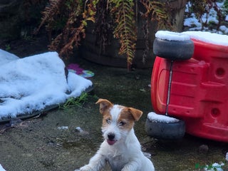 Jack Russell dogs KC registered bitch puppy - Advert 12