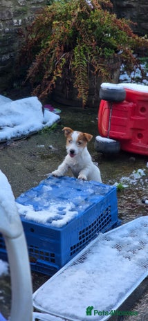 Jack Russell dogs KC registered bitch puppy - Advert 1