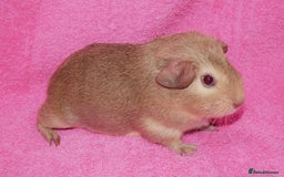 Guinea Pig rodents for sale: Baby male guinea pigs for sale - Image 6