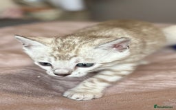 Bengal cats for sale: 💙Stunning Silver Mink Bengal TICA registered  - Image 14