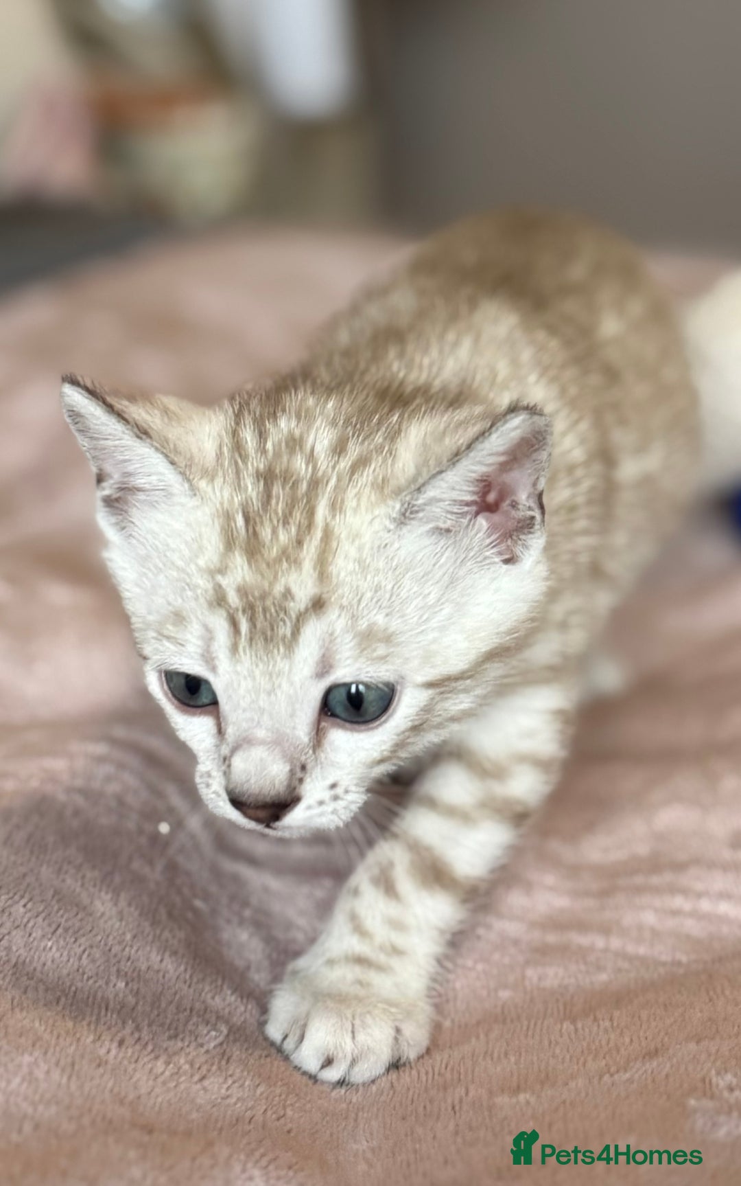 Bengal cats for sale: 💙Stunning Silver Mink Bengal TICA registered  - Image 14