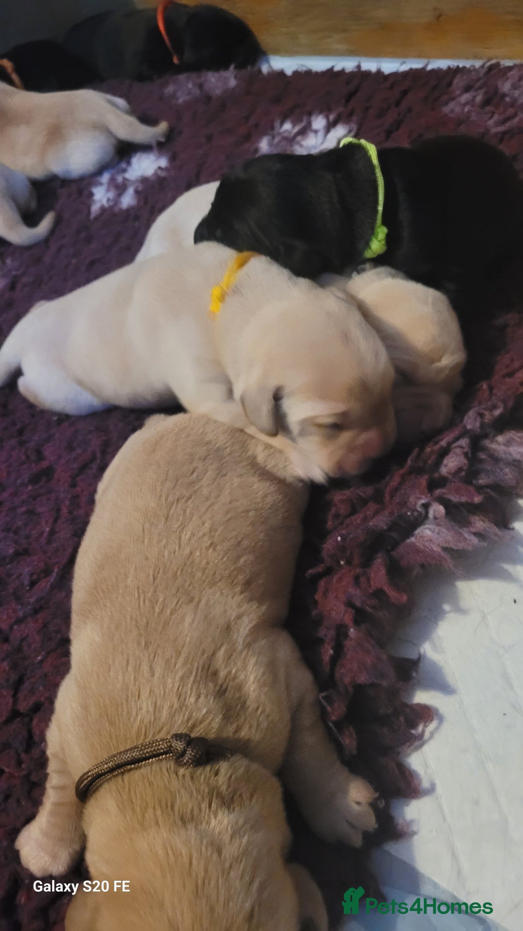 Labrador Retriever dogs for sale: 6 beautiful Labrador (all reserved)  - Advert 22