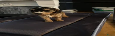 Cockapoo 3