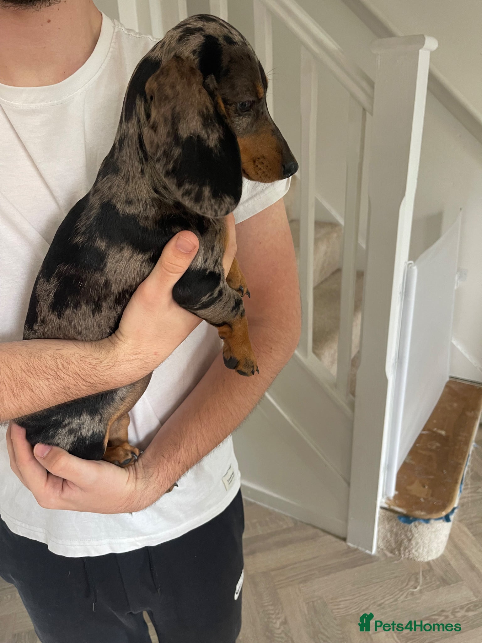 Miniature Dachshund dogs for sale: Female Miniature Dachshund 5 Months old. in Stafford - Advert 2