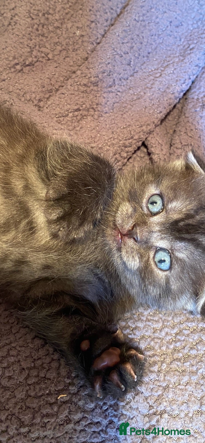 British Shorthair cats BSH/Scottish Fold kittens  - Advert 17