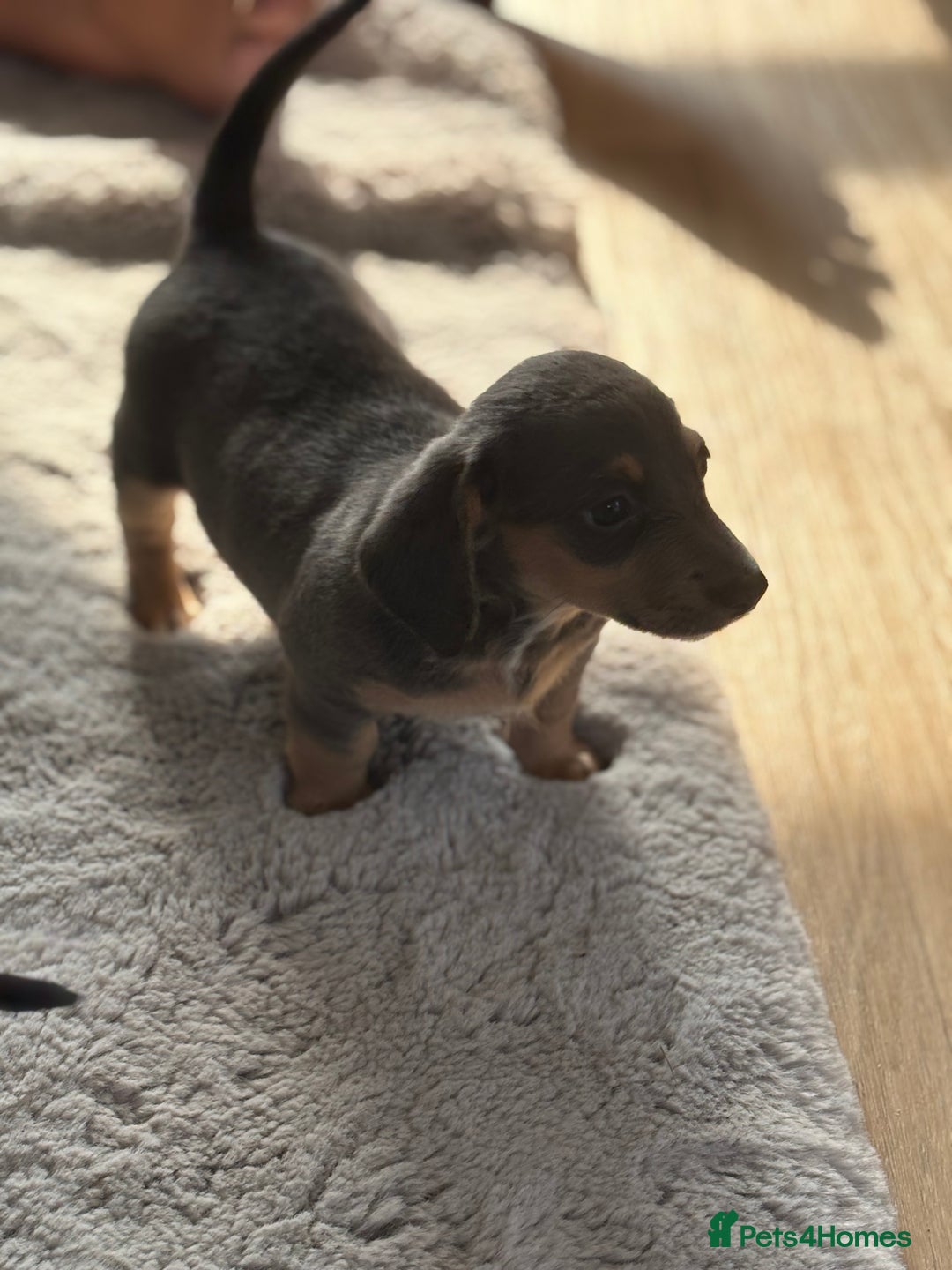 Miniature Dachshund dogs for sale: minature dachshund puppies available  - Image 2