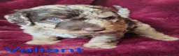 Labradoodle dogs for sale: Gorgeous Miniature Labradoodles - Advert 32
