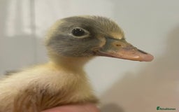 Ducks poultry for sale: Indian runner ducks /pompom runners  - Image 1