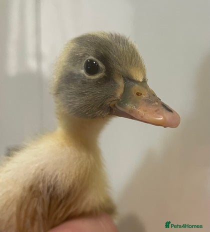 Ducks poultry - Advert 2