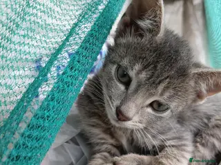 Mixed Breed cats Ragdoll/Bengal x moggy - Advert 1