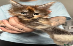 Maine Coon cats for sale: Beautiful playful 4 mainecoons kittens  - Image 8