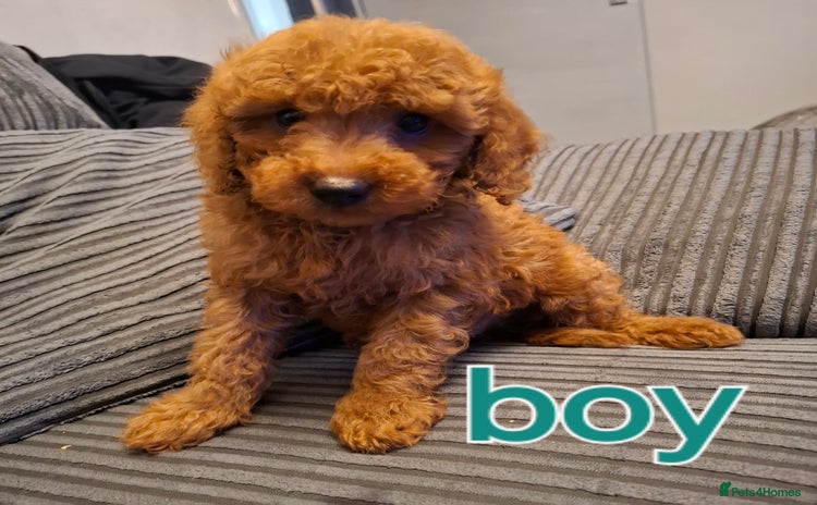 Cockapoo dogs - Advert 7