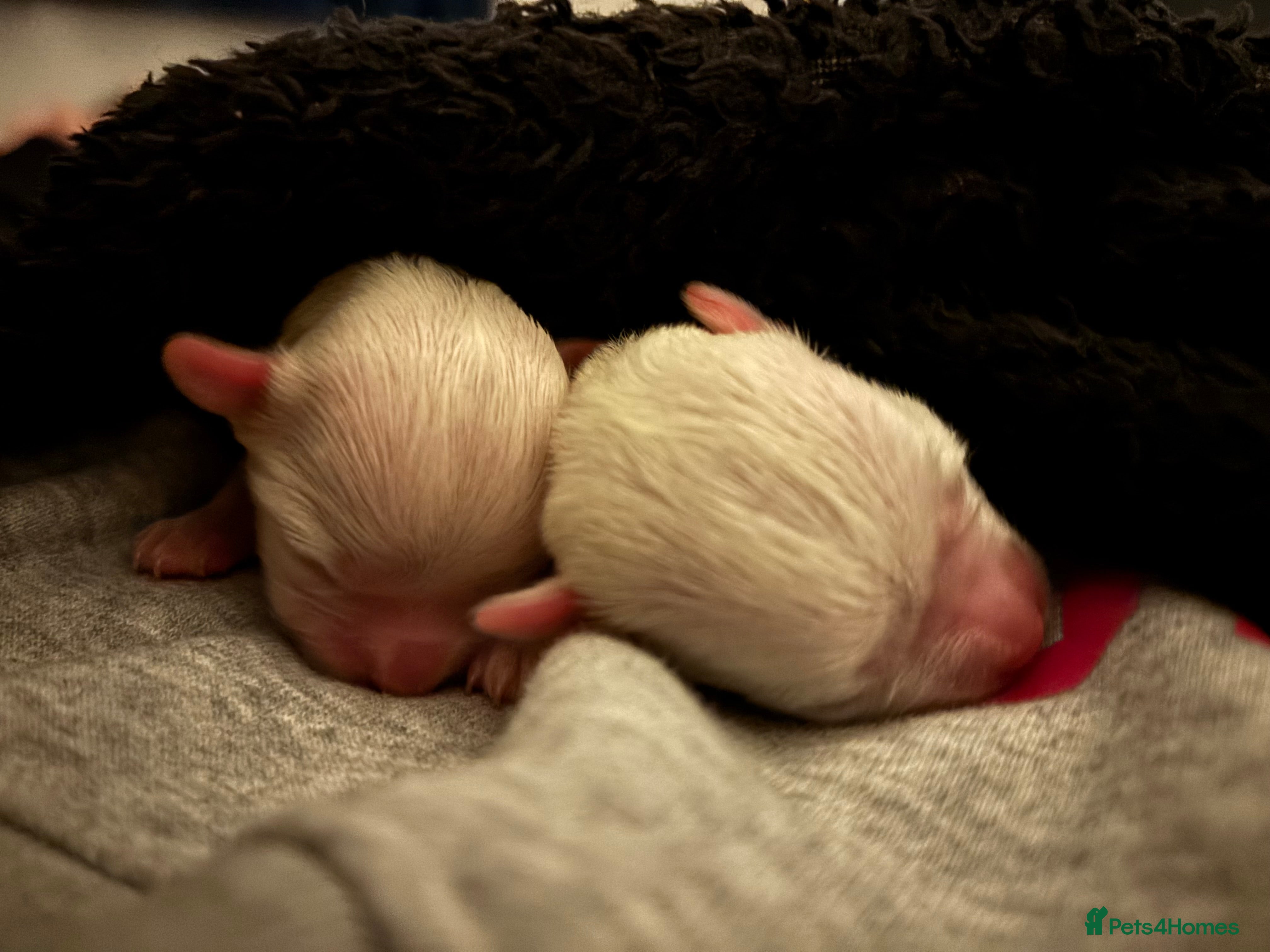 Maltese dogs Maltese girl pup in Swindon - Advert 1