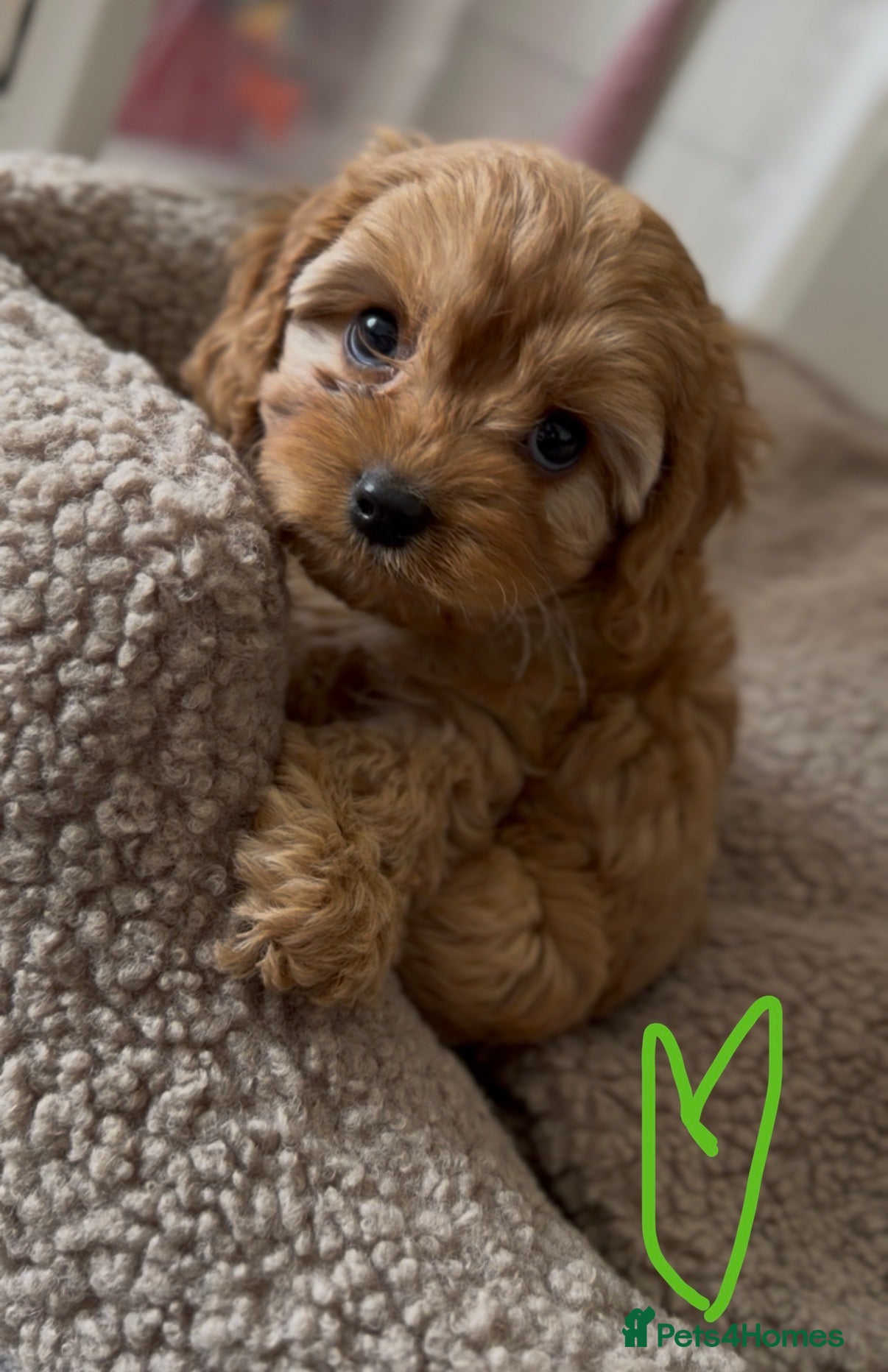 Cavapoo dogs F1 Cavapoo Puppies. 1 boy available 🐶🐾 - Advert 10