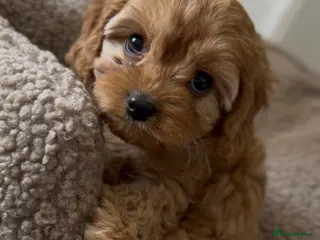 Cavapoo dogs F1 Cavapoo Puppies. 1 boy available 🐶🐾 - Advert 1