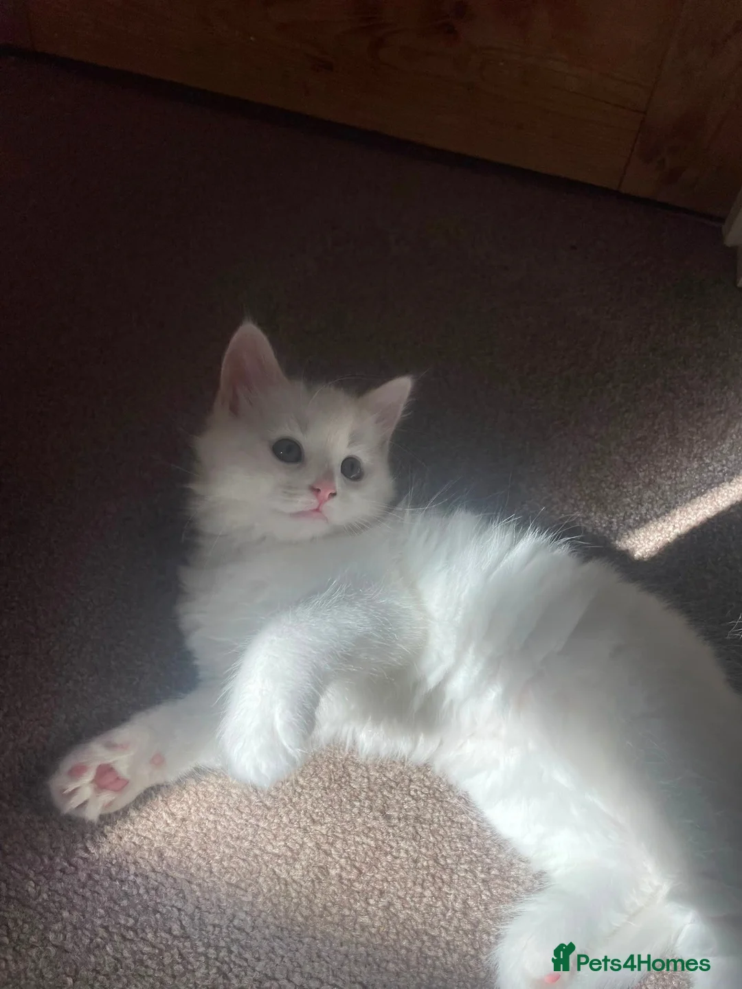 Mixed Breed cats for sale: Ragdoll x Kittens  - Advert 8