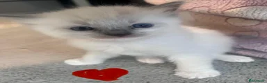 Ragdoll Kitten 4