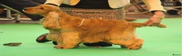 Cocker Spaniel dogs for sale: Villaspaniol lines KC show type cocker spaniels  - Advert 5