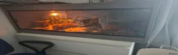 Corn Snake reptiles for sale: Mushu in Nottingham - Advert 2