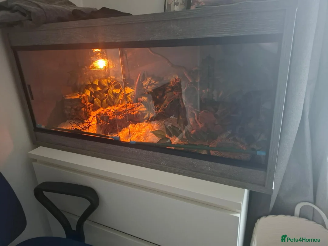 Corn Snake reptiles for sale: Mushu in Nottingham - Advert 2