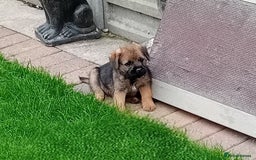 Border Terrier dogs for sale: Border terrier puppies for sale  - Image 7