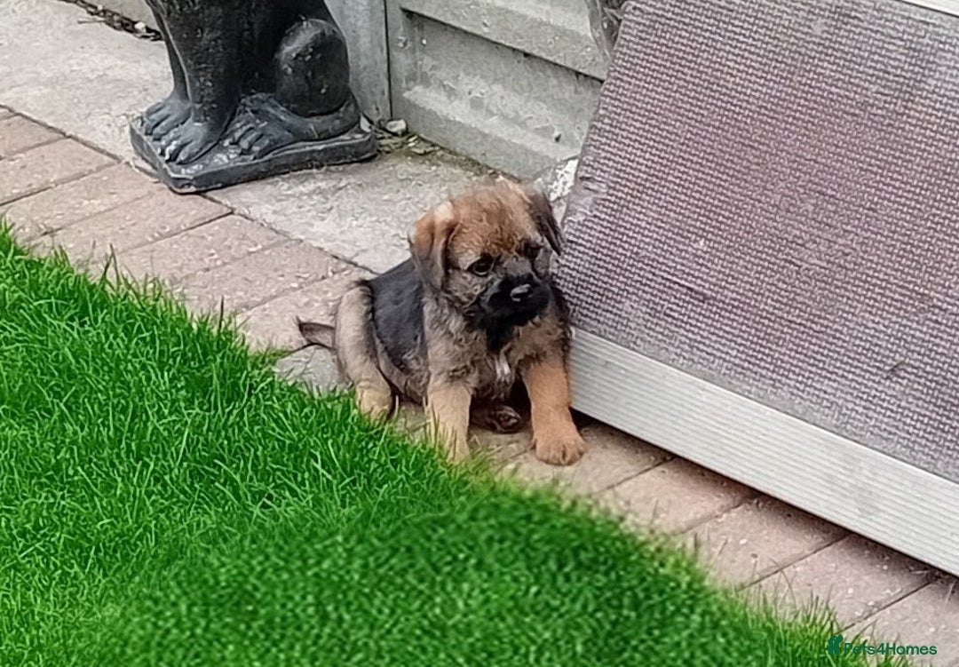 Border Terrier dogs for sale: Border terrier puppies for sale  - Image 7
