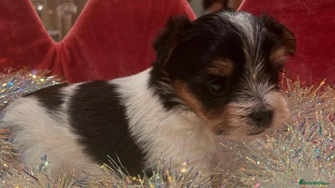 Biewer Terrier dogs for sale: World's best puppies. Intelligent, funny, loving. - Image 7
