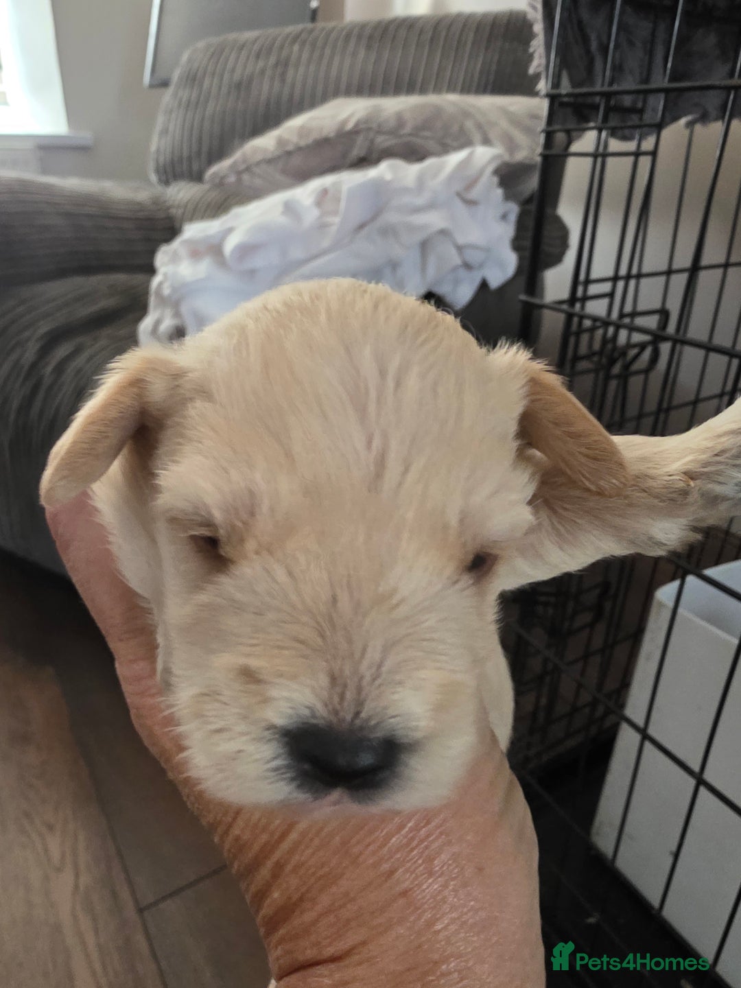 Mixed Breed dogs for sale: Schnockerpoo's - Image 3